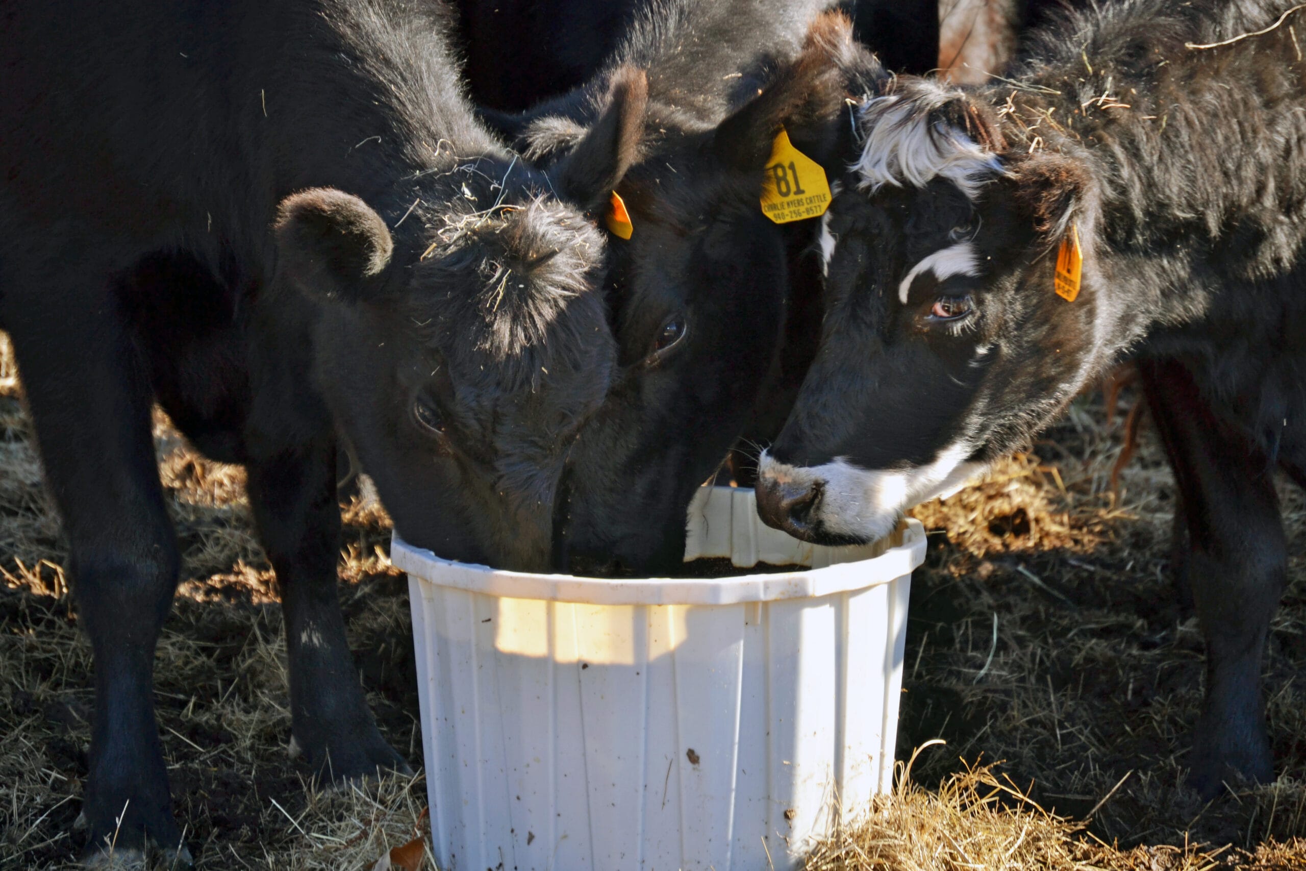 Tubs Quality Liquid Feed