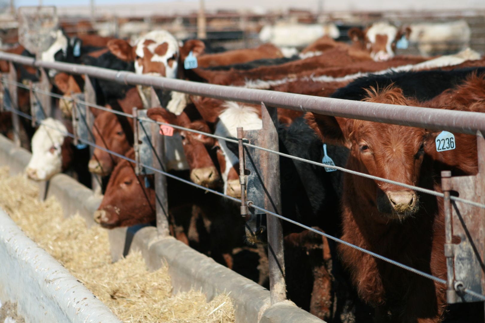 Drinking Water for Feedlot Cattle Quality Liquid Feed
