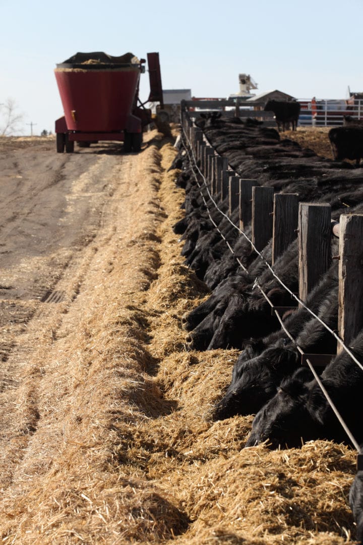 Feeding High Yeast Corn Silage and High Moisture Corn to Feedlot Cattle ...