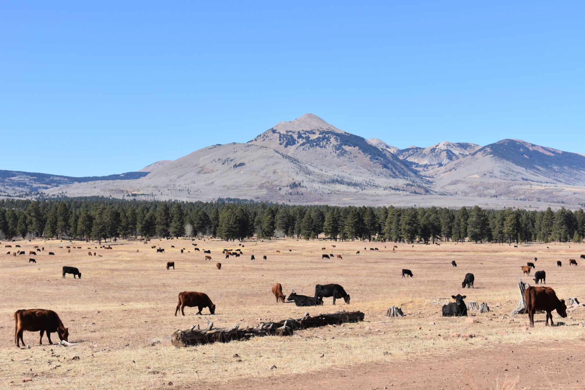 Redd Ranches Utah Performance is Everything at the Redd Ranches - Quality Liquid Feed